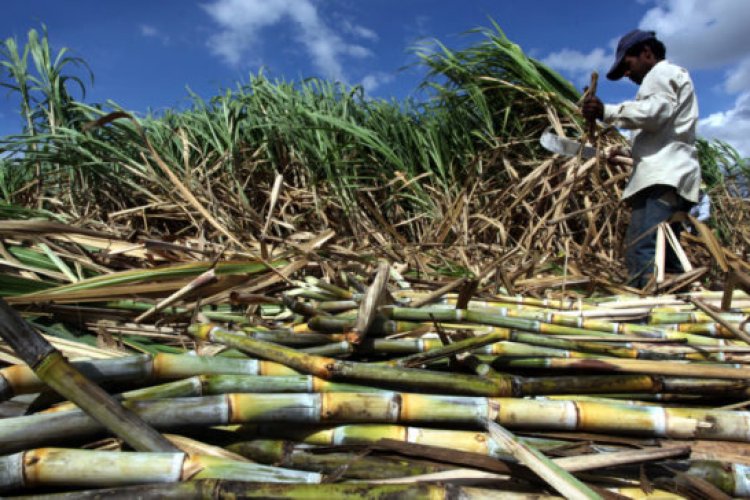 The cash crop menace in Uganda