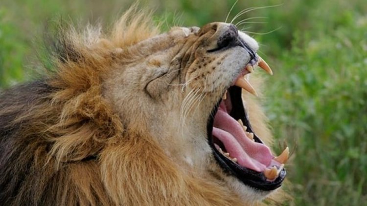 ‘Love hormone’ oxytocin turns fierce South African lions into kittens