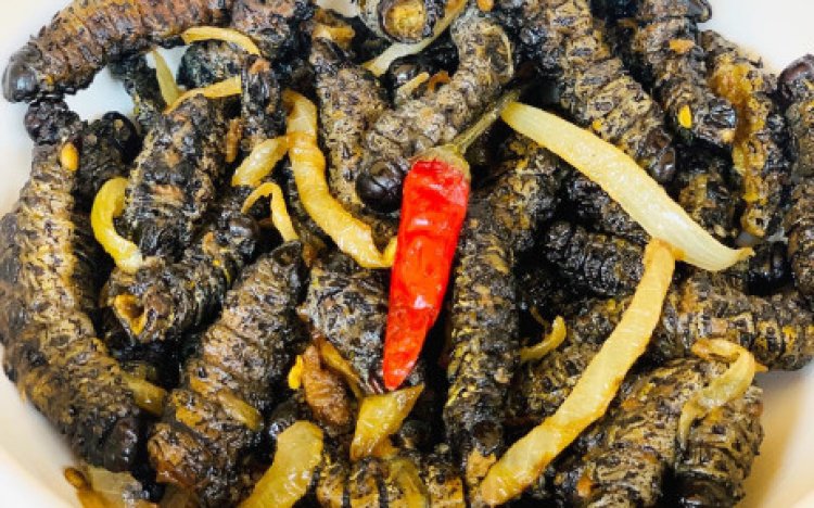 South African entrepreneur seeks to turn caterpillars into tasty snacks