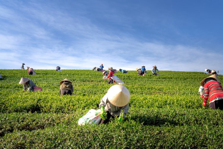 COP27: Negotiators Ignoring Third Of Emissions From Industrial Food Systems