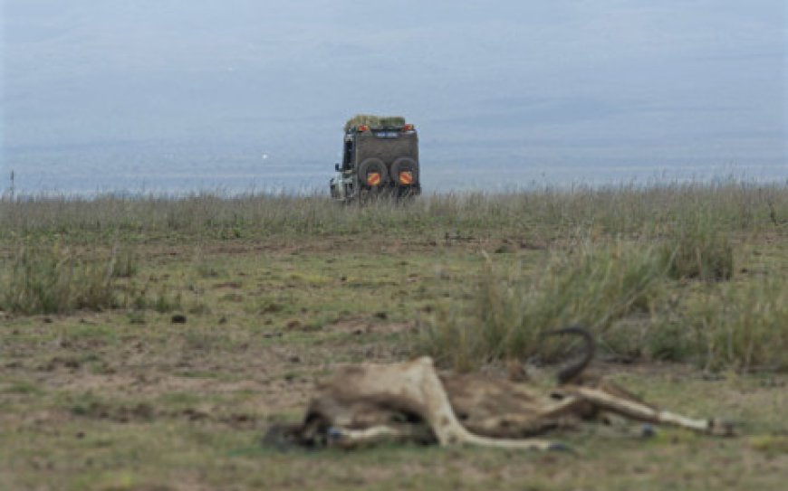 Kenya drought leaves wildlife gasping for breath