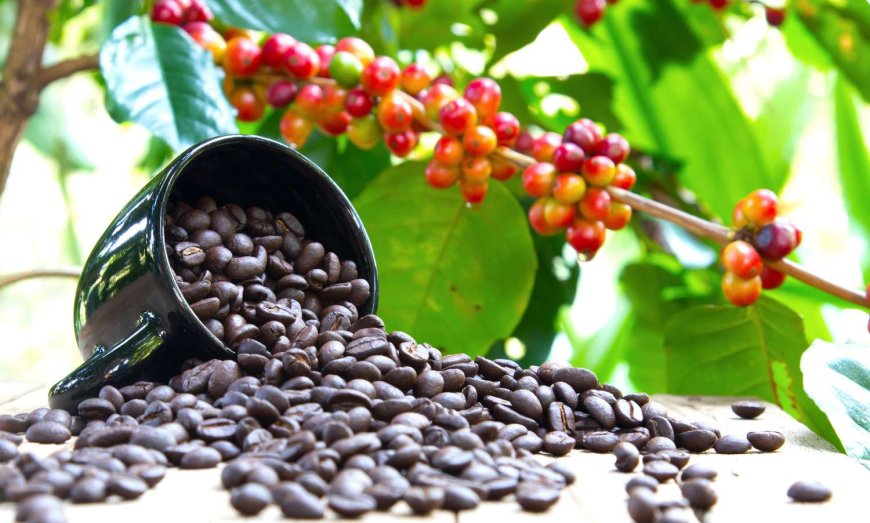 Bugisu Cooperative Union Breaks Records with Premium Arabica Coffee Prices