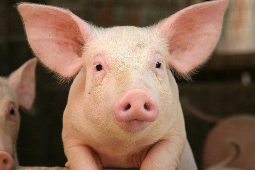 Islam and Xenotransplantation: How Do Muslims View the Ethical and Religious Implications of Pig Kidney Transplants?
