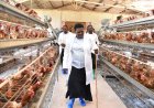 NRM Deputy Secretary General Namayanja Rose Nsereko Rallies Nakaseke Farmers to Embrace Poultry Farming