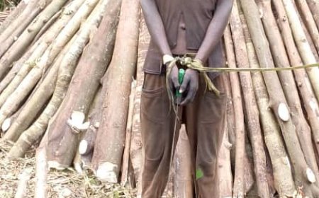 Crackdown in Mabira. Five Arrested for Illegal Charcoal Burning as Two NFA Officers Face Court