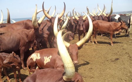 President Museveni Reaffirms Eviction of Migrant Balaalo: Calls for Order, Patriotism, and Respect for Local Communities