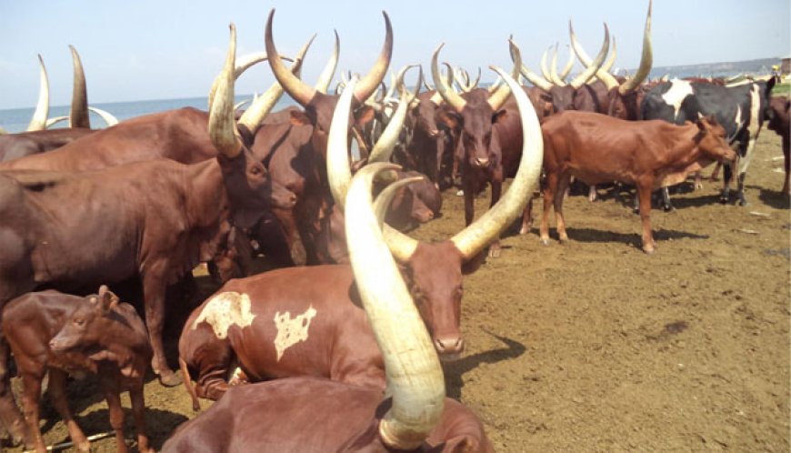 President Museveni Reaffirms Eviction of Migrant Balaalo: Calls for Order, Patriotism, and Respect for Local Communities