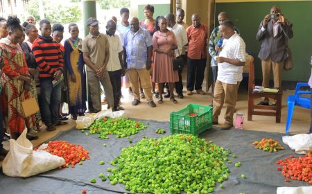 Stanbic Incubator trained farmers in joint venture to export to Europe