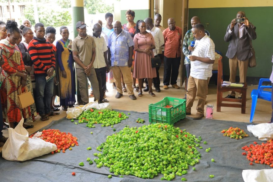 Stanbic Incubator trained farmers in joint venture to export to Europe