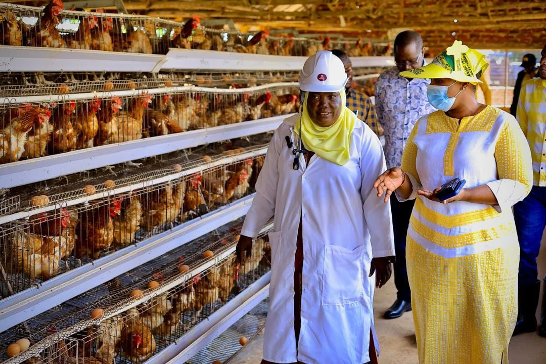 Nekesa urges Busia PDM beneficiaries to invest wisely as farmers hail Museveni