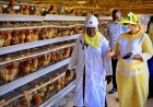Nekesa urges Busia PDM beneficiaries to invest wisely as farmers hail Museveni