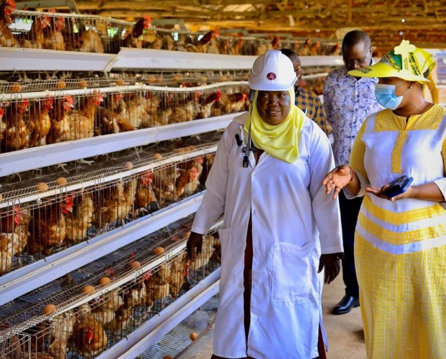 Nekesa urges Busia PDM beneficiaries to invest wisely as farmers hail Museveni